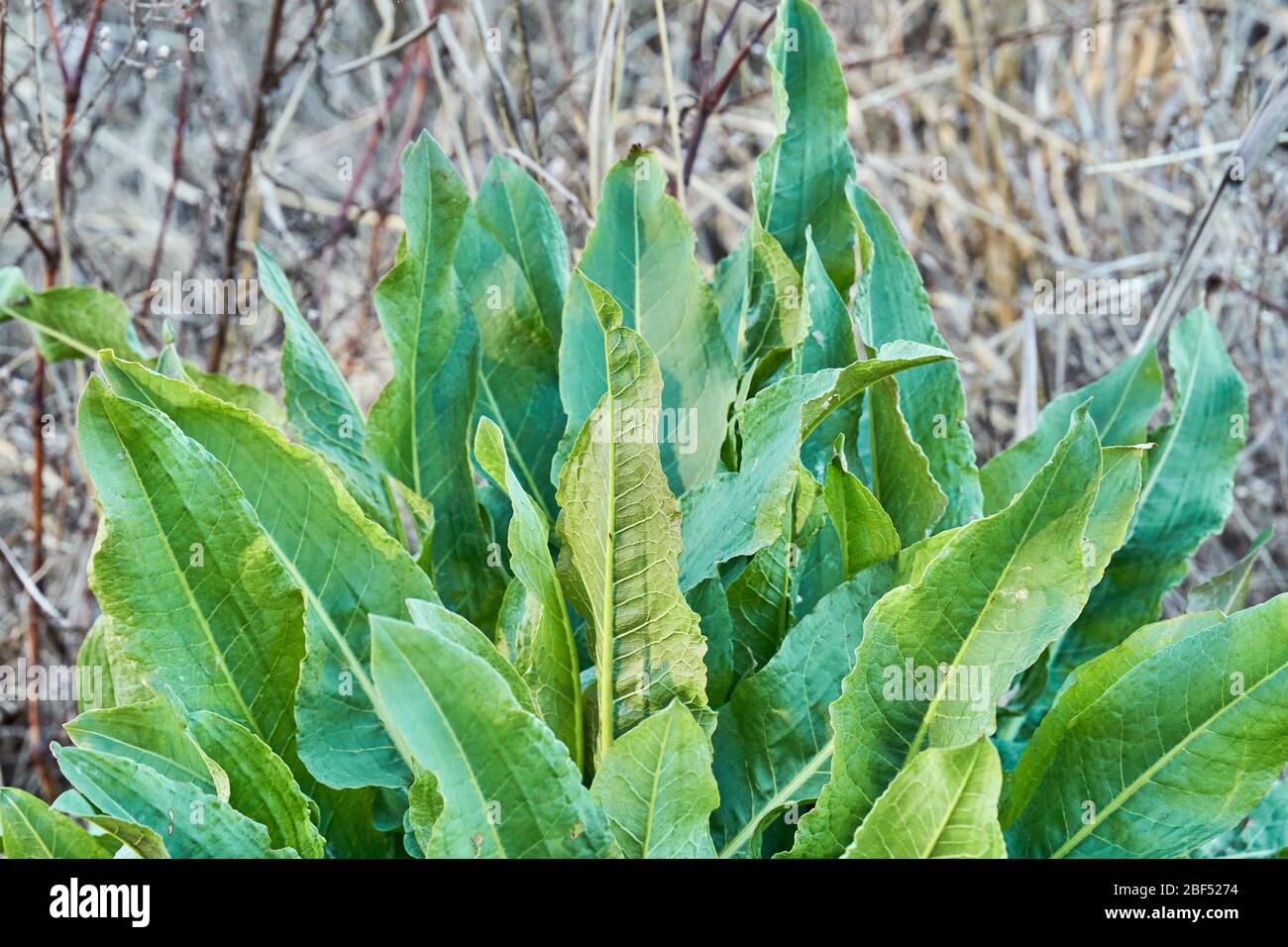 Young Curled Dock (Rumex crispus) plant growning in Texas Stock Photo