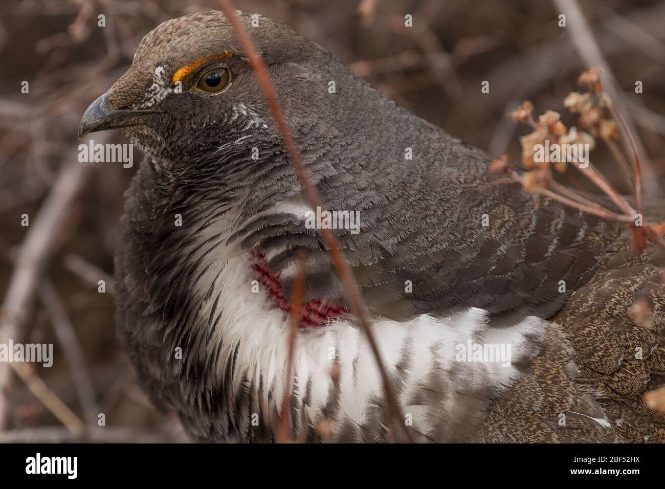 Male dusky grouse booming for mates in Yellowstone National Park Stock Photo
