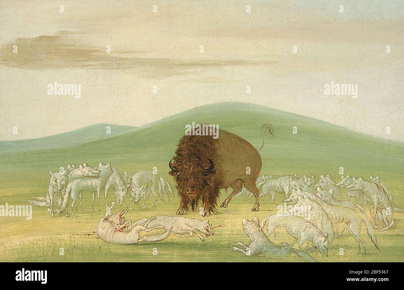 Wounded Buffalo Bull Surrounded by White Wolves. George Catlin sketched this scene on the Upper Missouri River in 1832. While he insisted that his images were accurate documents of what he saw, it is clear that Catlin’s artistic eye led him to edit his compositions. Stock Photo