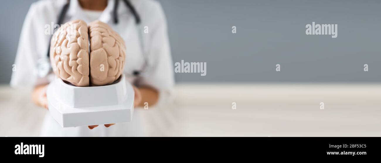Doctor Holding Cognitive Rehabilitation, Dementia And Psychology Model Stock Photo