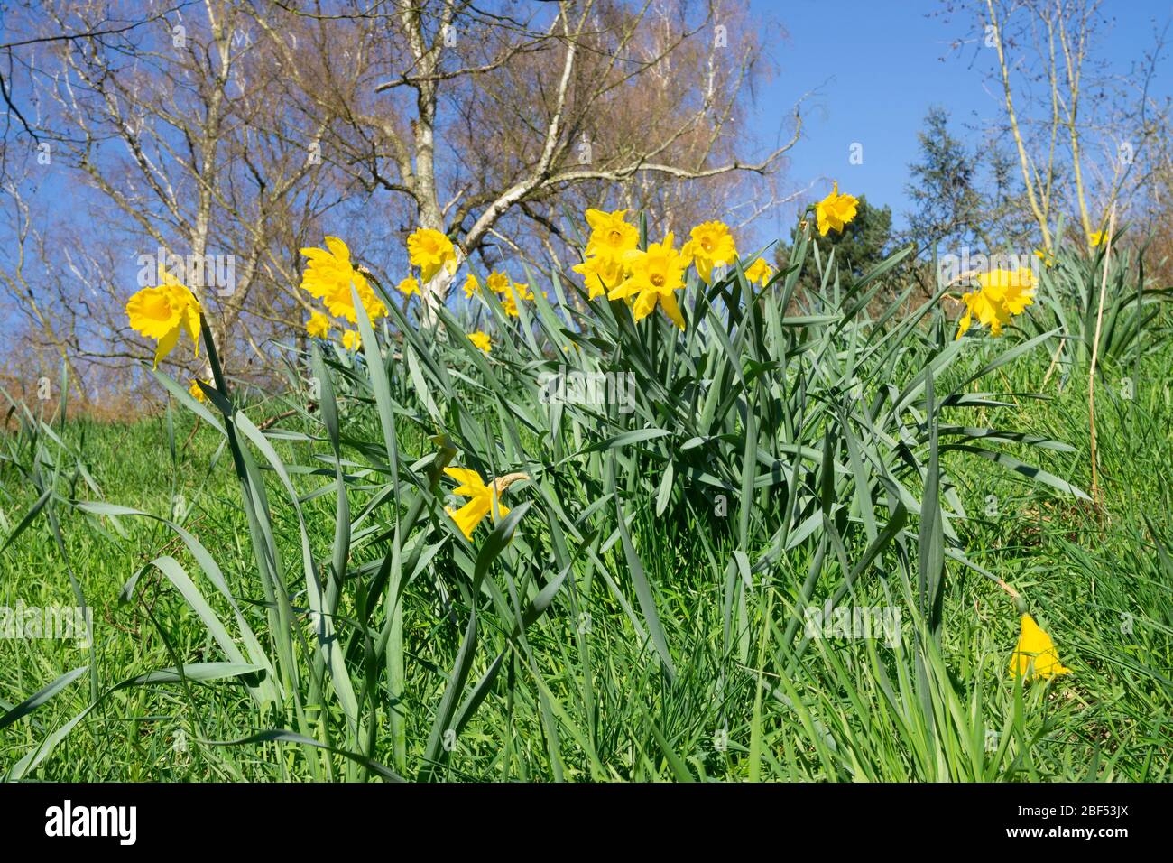 Blossom Daffodil on a parkland, North Rhine-Westphalia, Germany, Europe Stock Photo