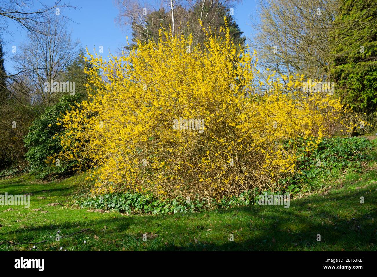 Forsythie (Forsythia x intermedia),North Rhine-Westphalia, Germany, Europe Stock Photo