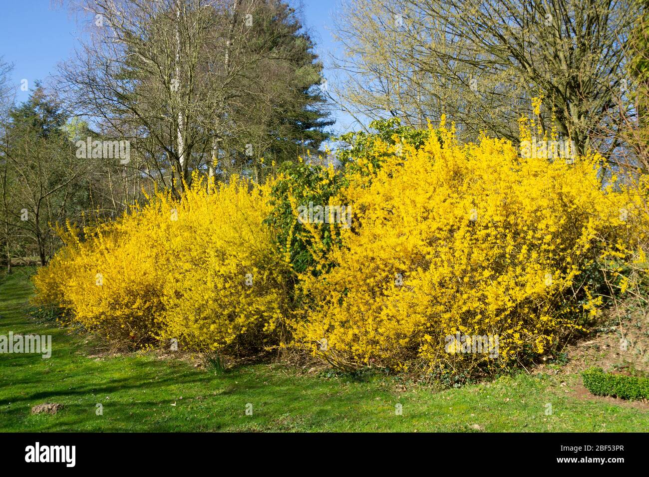 Forsythie (Forsythia x intermedia),North Rhine-Westphalia, Germany, Europe Stock Photo