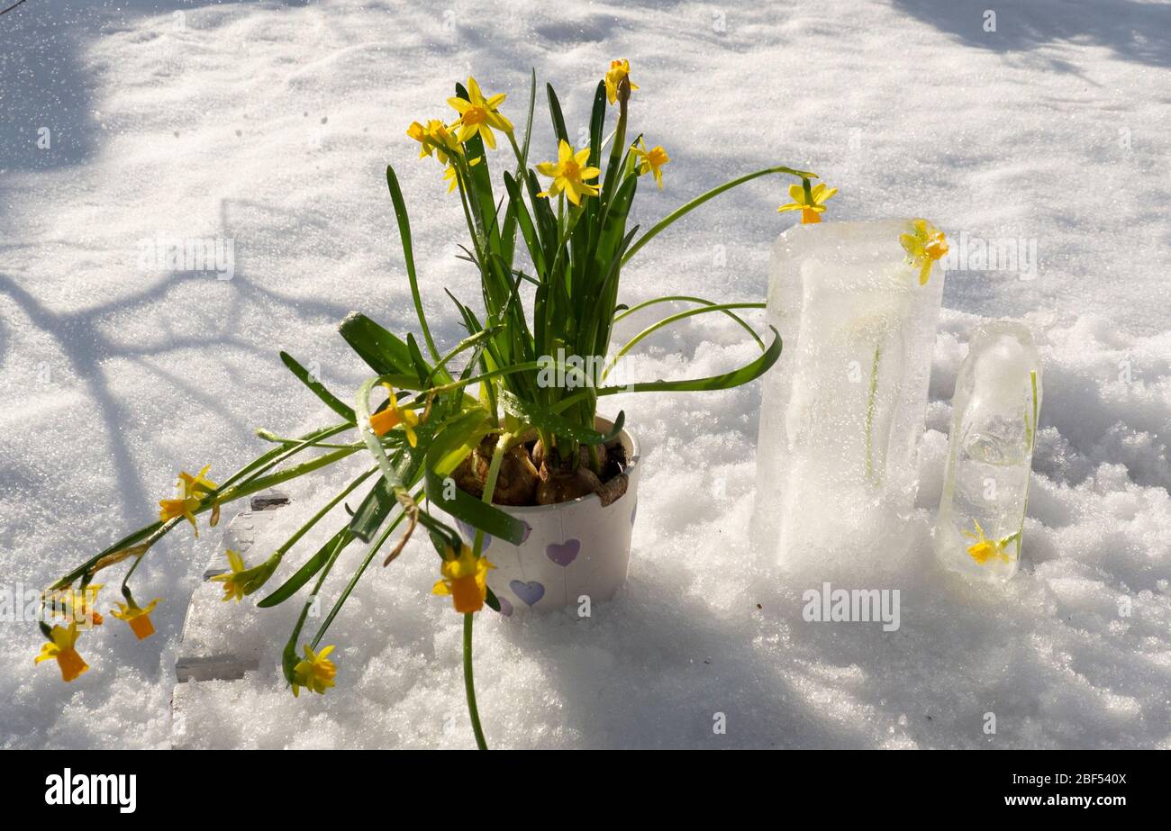 easter lilly flowers outside in a snow weather, flower in ice design Stock Photo