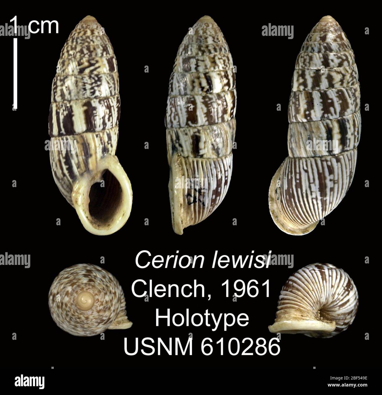 Cerion hi-res stock photography and images - Alamy