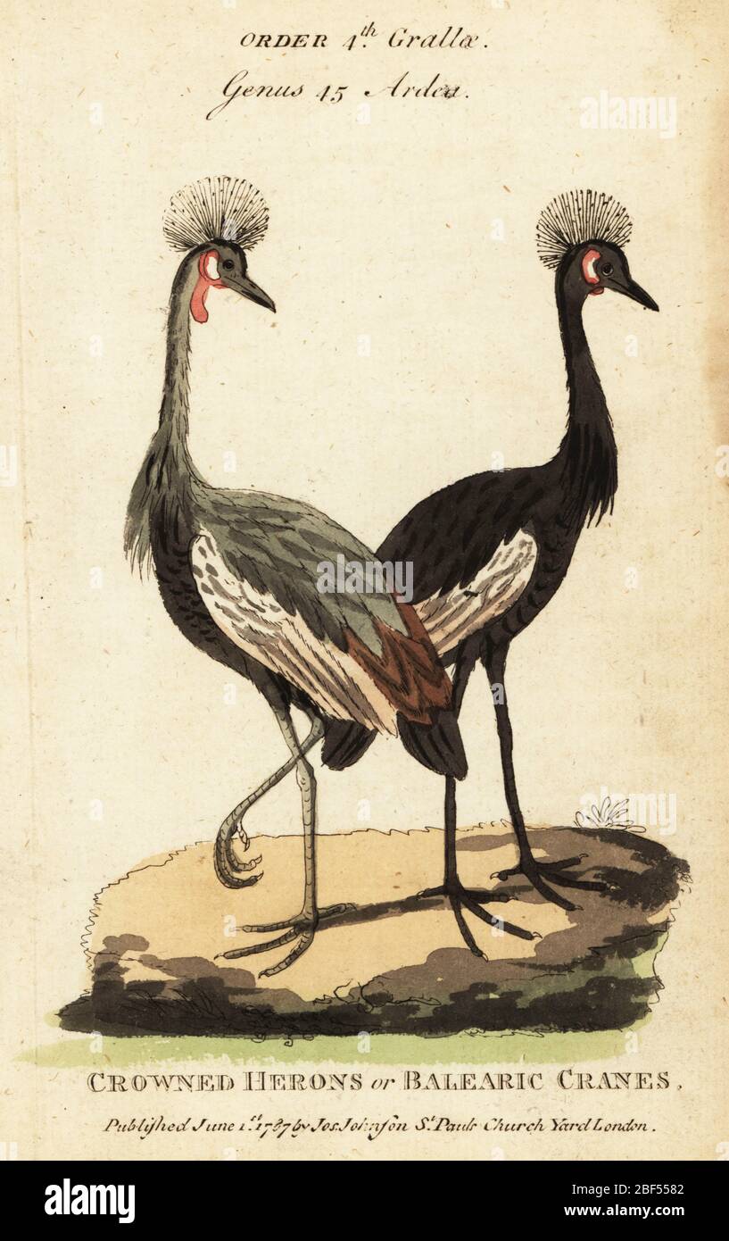 Black crowned crane, Balearica pavonina. Crowned herons or Balearic cranes. Handcoloured copperplate engraving after George Edwards from Samuel Galton Jr.’s Natural History of Birds containing a Variety of Facts selected from Several Writers for the Amusement and Instruction of Children, London, Joseph Johnson, 1791. Stock Photo