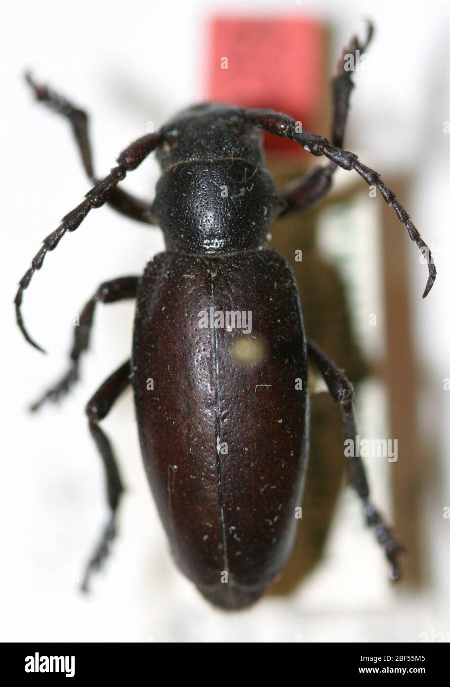 Dorcadion aethiops hires stock photography and images Alamy