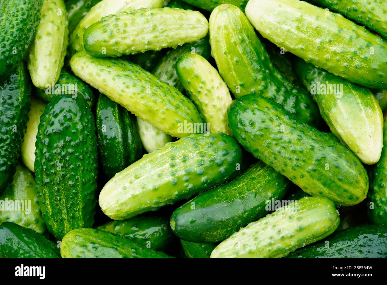 Pickled cucumbers Stock Photo