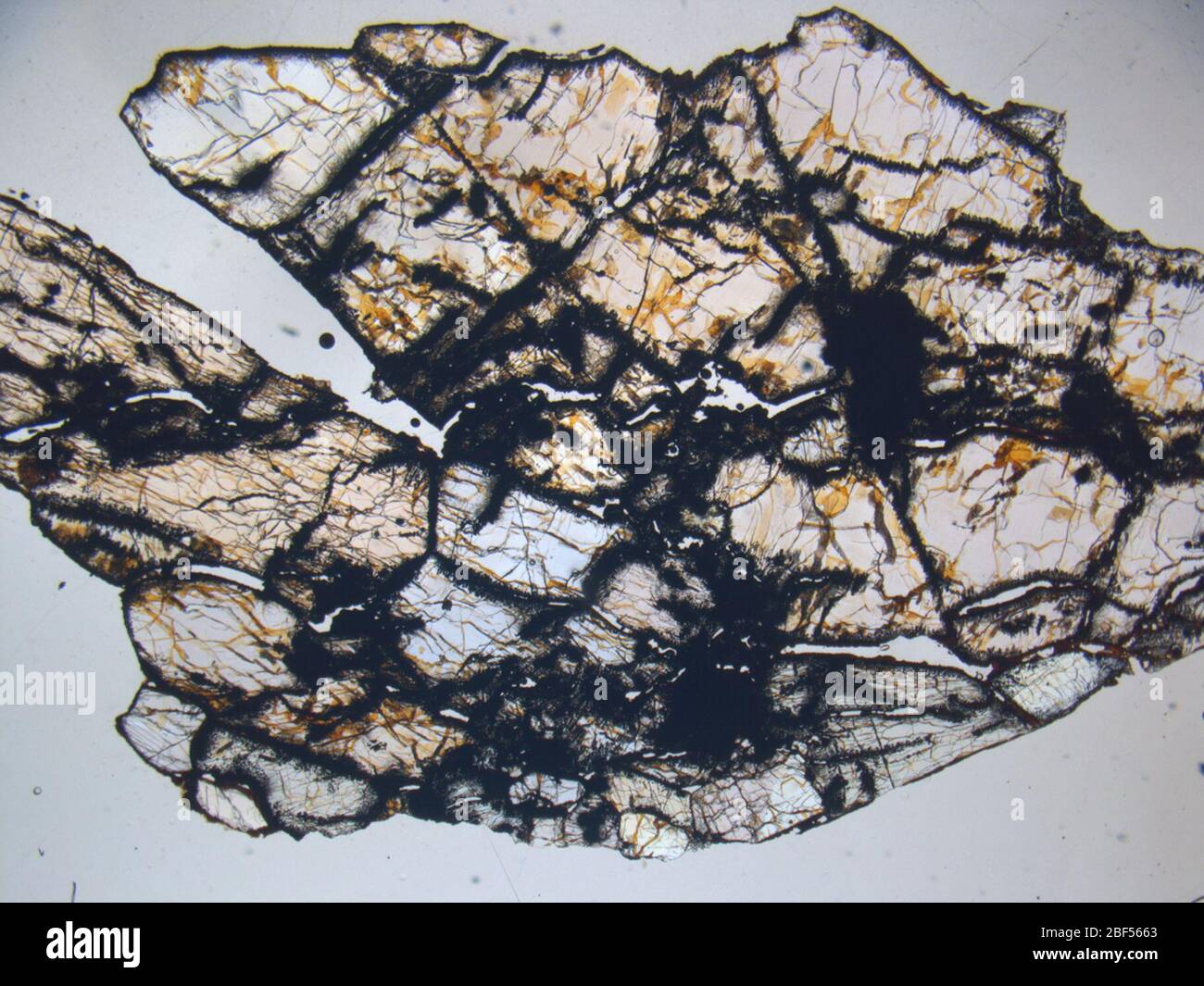 Micrograph of CMS 04048,4 meteorite under plane-polarized light at 1 ...