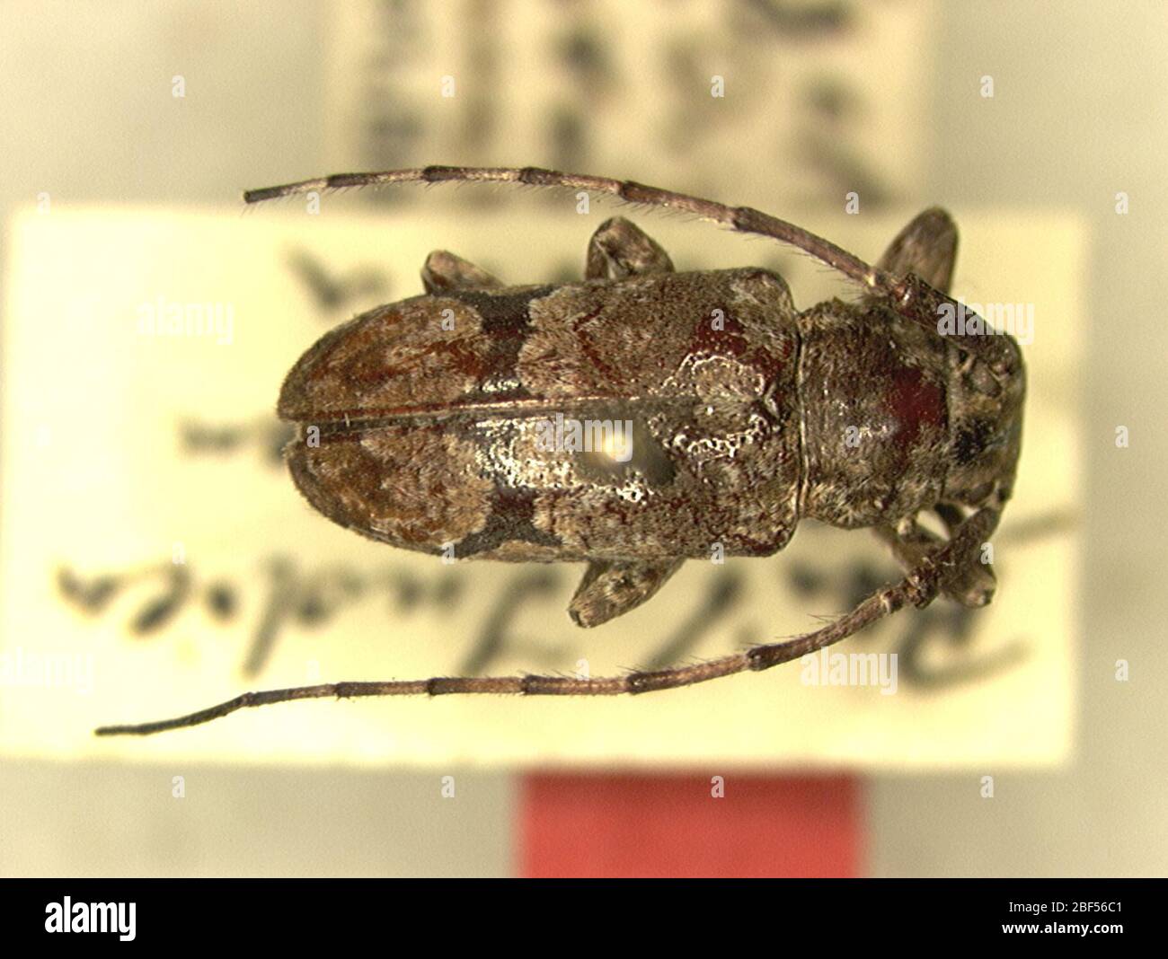 Agelasta hires stock photography and images Alamy