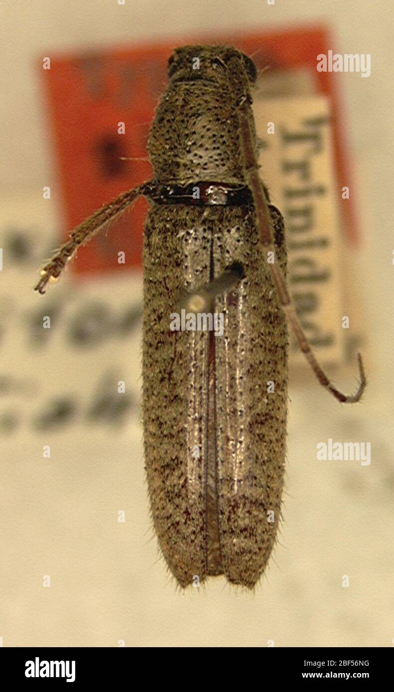 Ataxia uniformis. 9 Jan 20141 Stock Photo Alamy