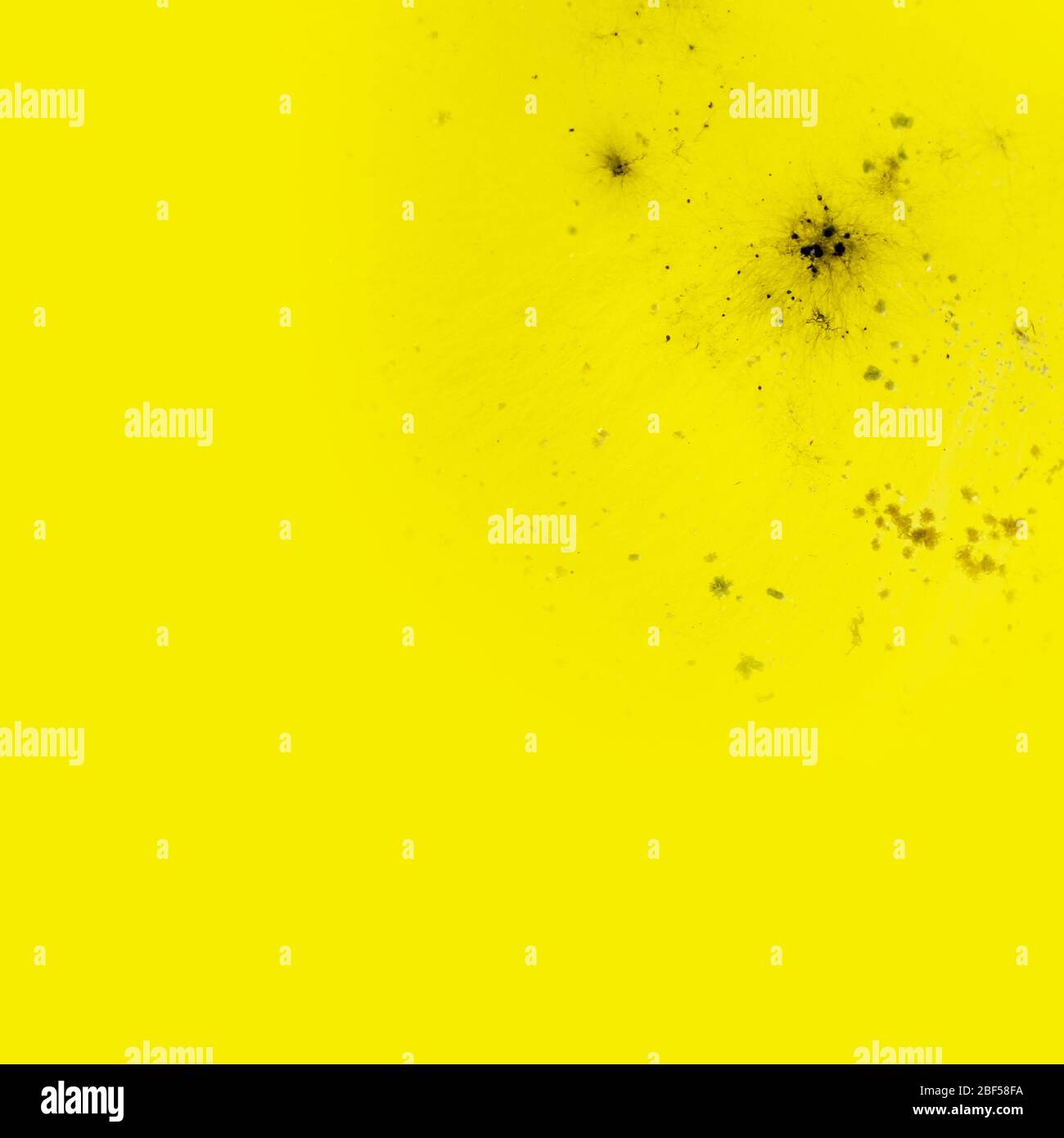 Close up fungus on the surface of yellow chemicals. Nickle chloride liquid Stock Photo Alamy