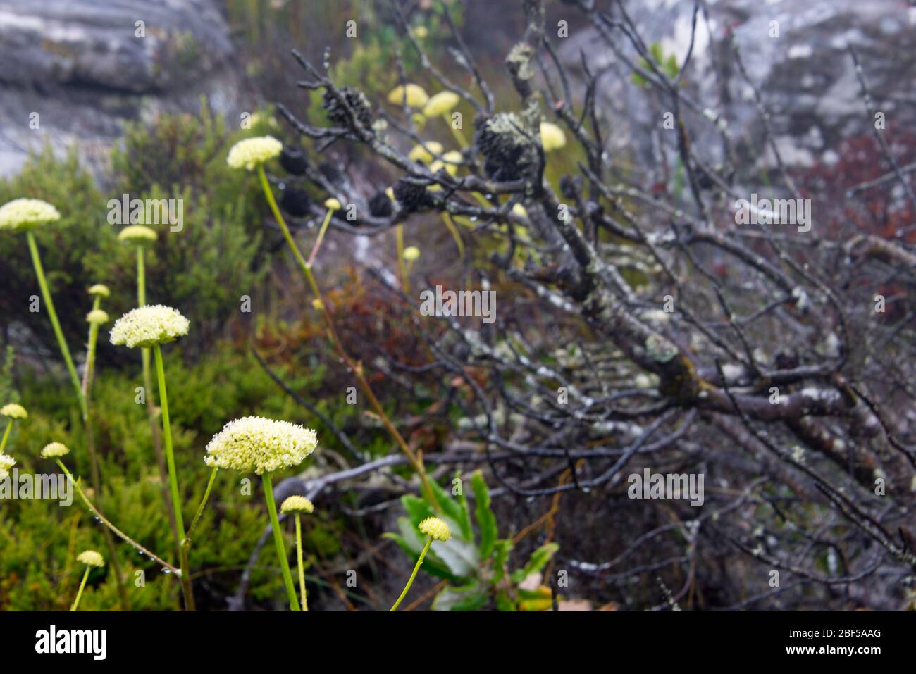 fynbos endemic cape flora at table mountain, cape town, south africa Stock Photo