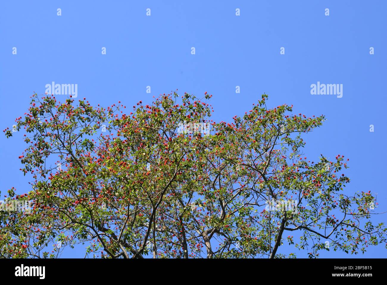 Blossom Of The Red Silk Cotton Tree Or Bombax Ceiba And It Is A Popular Ornamental Tree Found In East And South Asia Flowers Can Eat Stock Photo Alamy