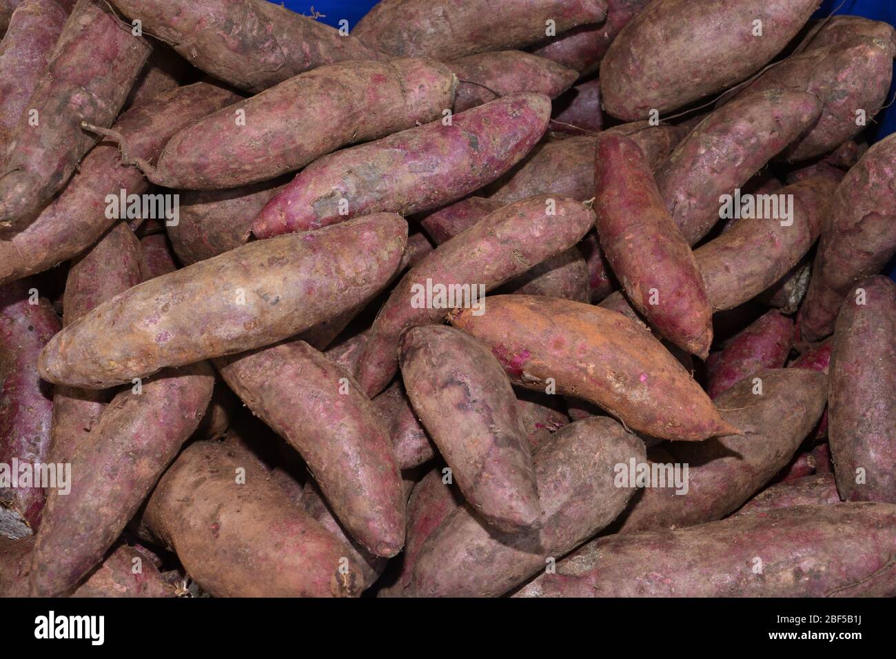sweet potato or yam pile image which can be used as a background, note select focus with shallow depth of field Stock Photo