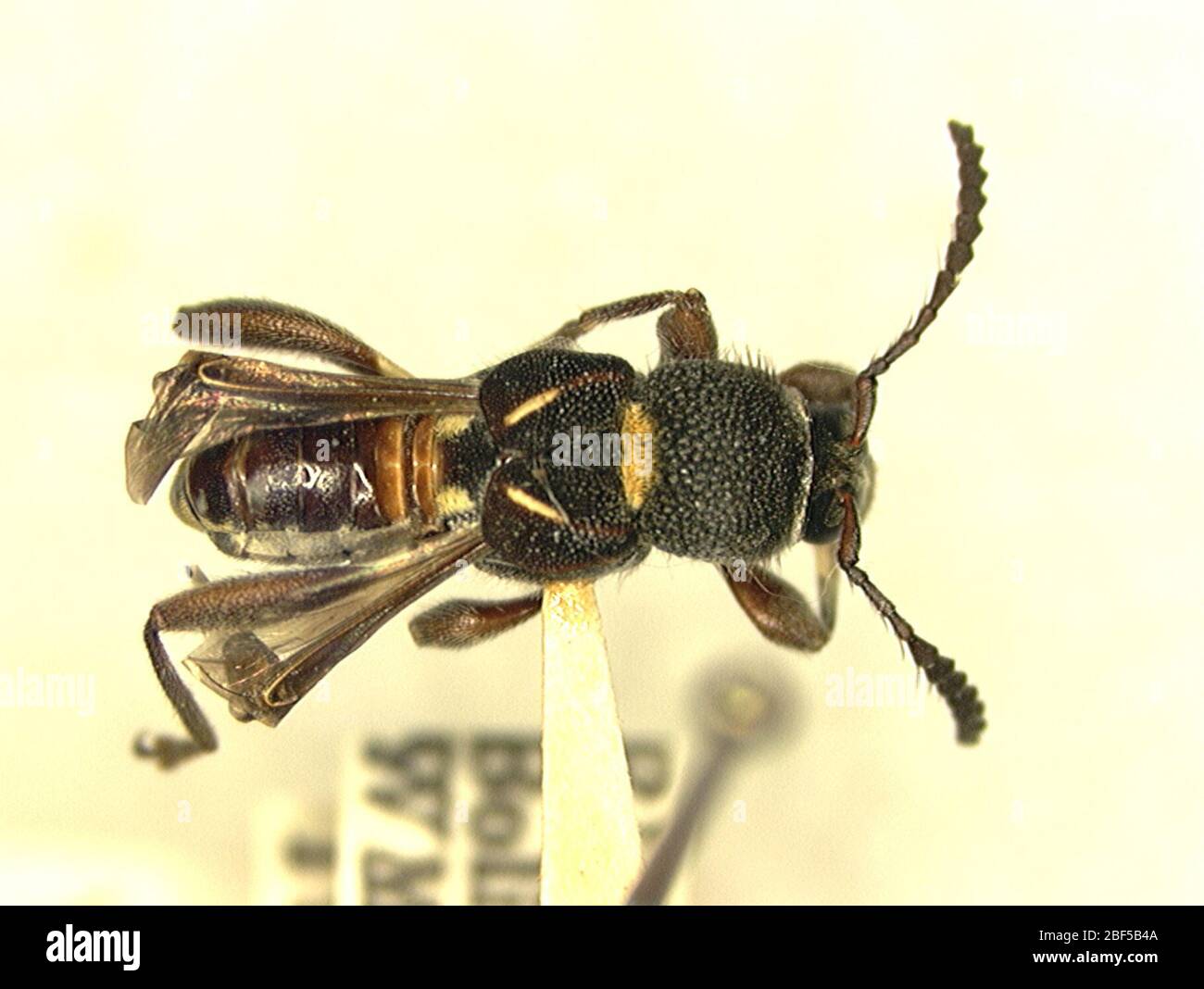 Tomopterus hi-res stock photography and images - Alamy