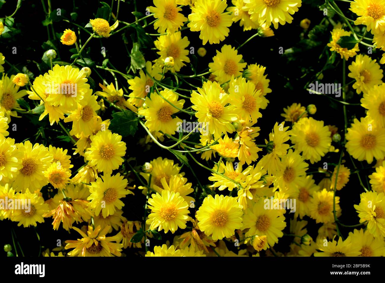 Chrysanthemum morifolium Ramat is a perennial herb covered with yellow villous hairs, cultivated in many areas in China for medicinal and food applica Stock Photo