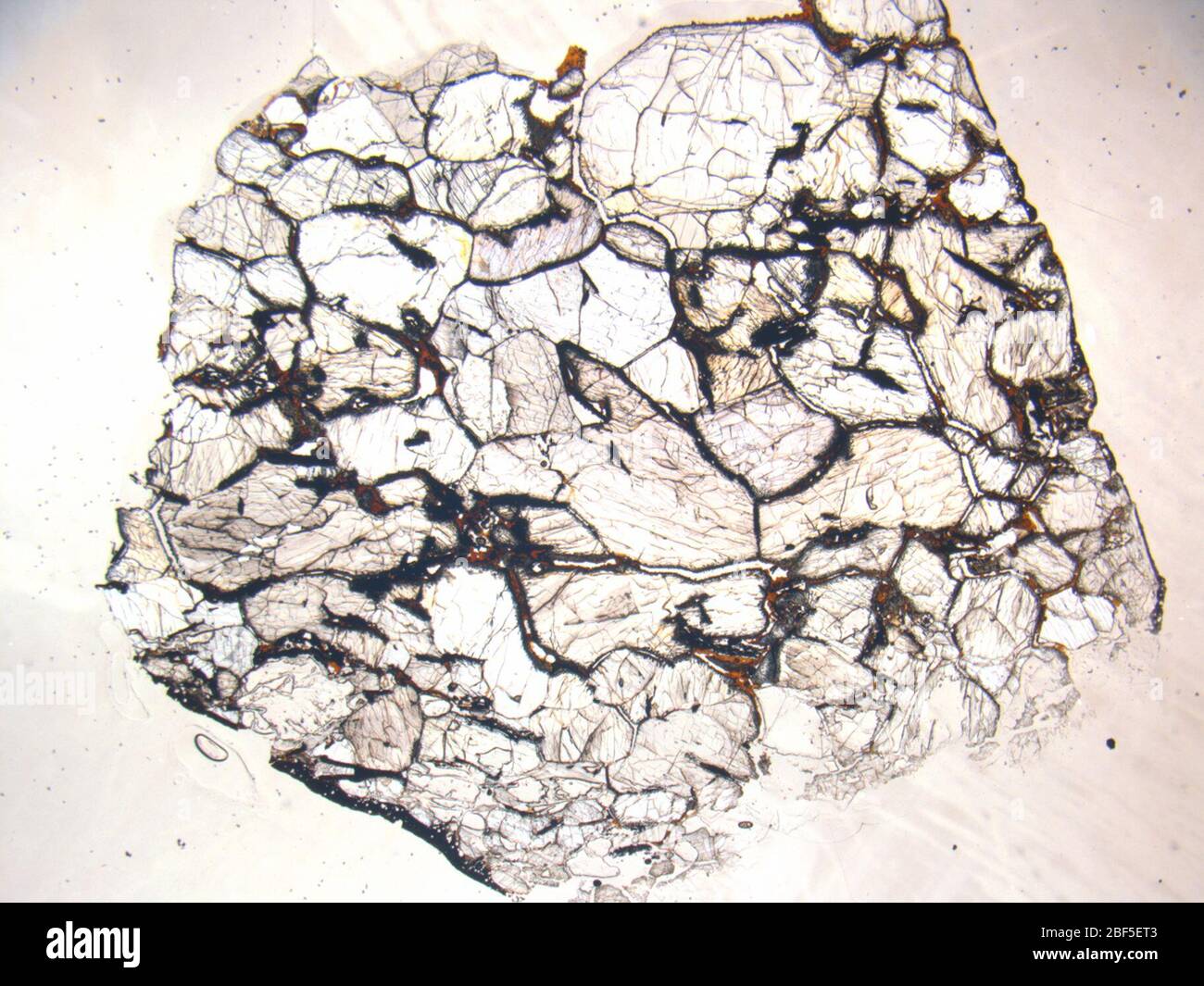 Micrograph of ALHA78019,8 meteorite under plane-polarized light at 1.25x magnification. Stock Photo