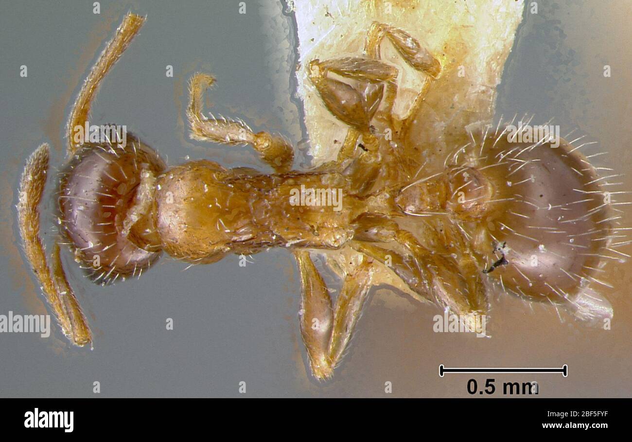 Leptothorax Temnothorax delaparti. 28 Dec 20163 Stock Photo