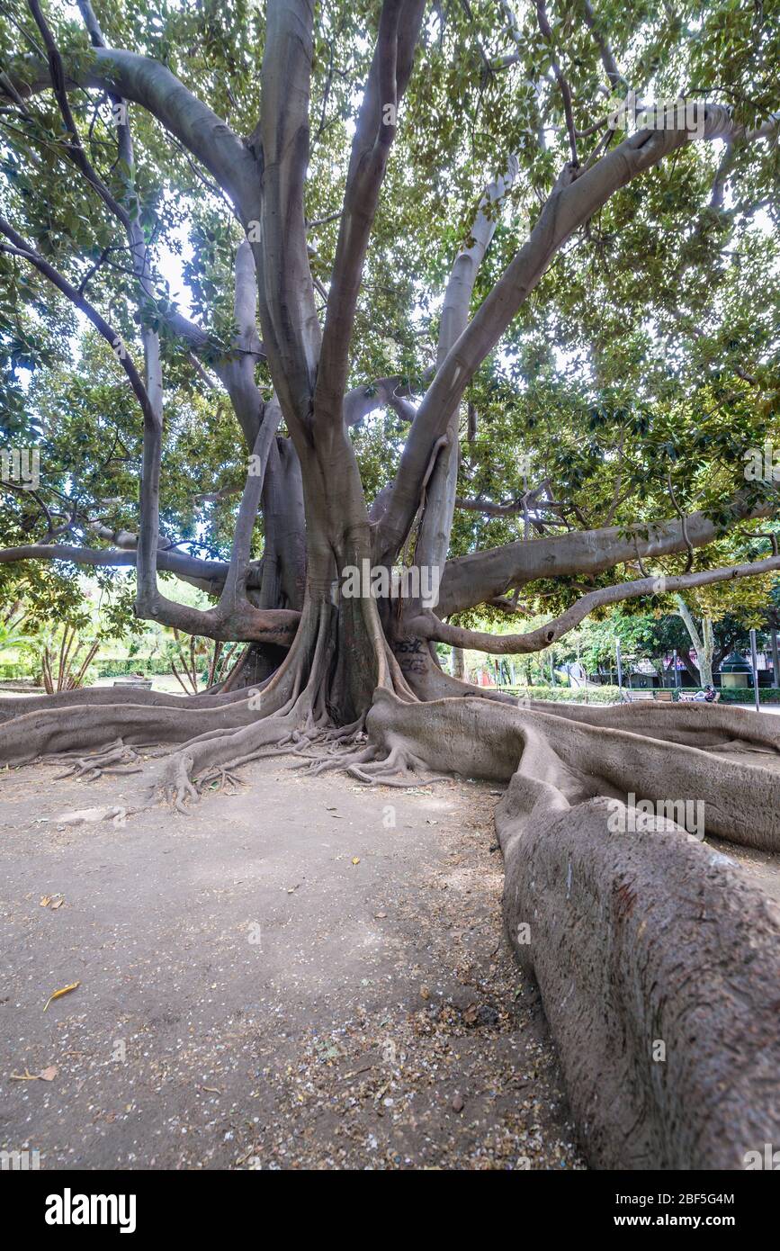 Ficus macrophylla old tree in Giardino Bellini also called Villa Bellini,  oldest park in Catania, second largest city of Sicily island in Italy Stock  Photo - Alamy