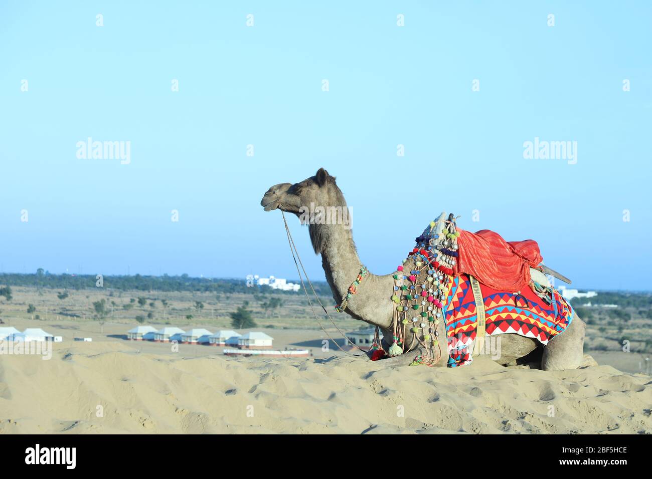 This is the camel in the village for pre wedding shoot Stock Photo