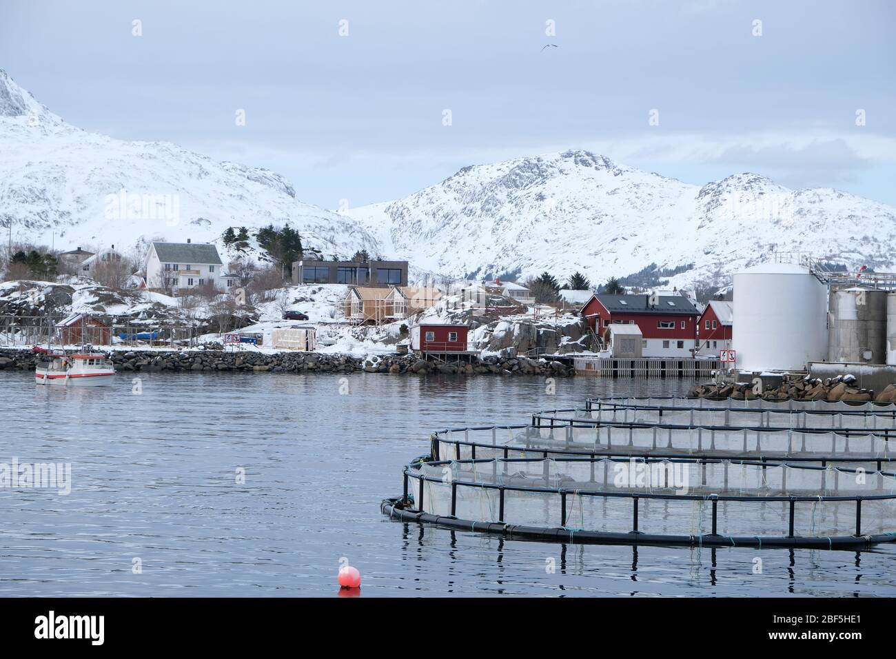 Fish farm belongs to cod liver oil factory.Quiet fishing village Ballstad, located in northern Norway.Fishing season traditionally starts every winter Stock Photo