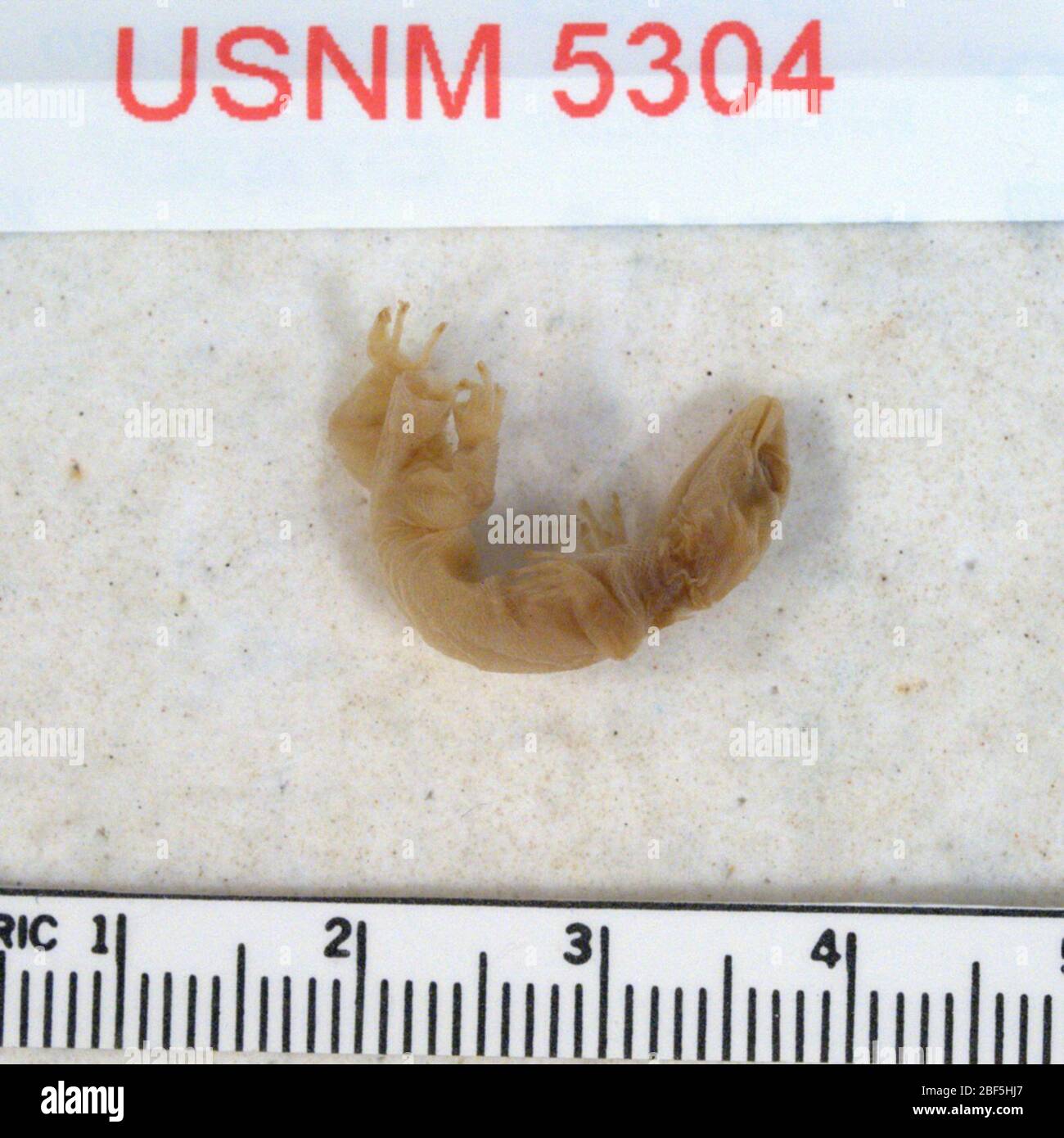Phyllodactylus unctus. 6 Aug 20141 Stock Photo