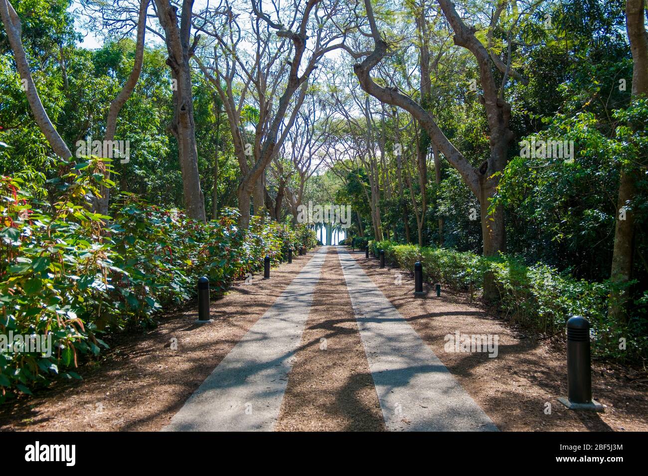 Treelined path leading to the main house. At the Charles Deering Estate National Heritage Park In Miami, Florida. Stock Photo