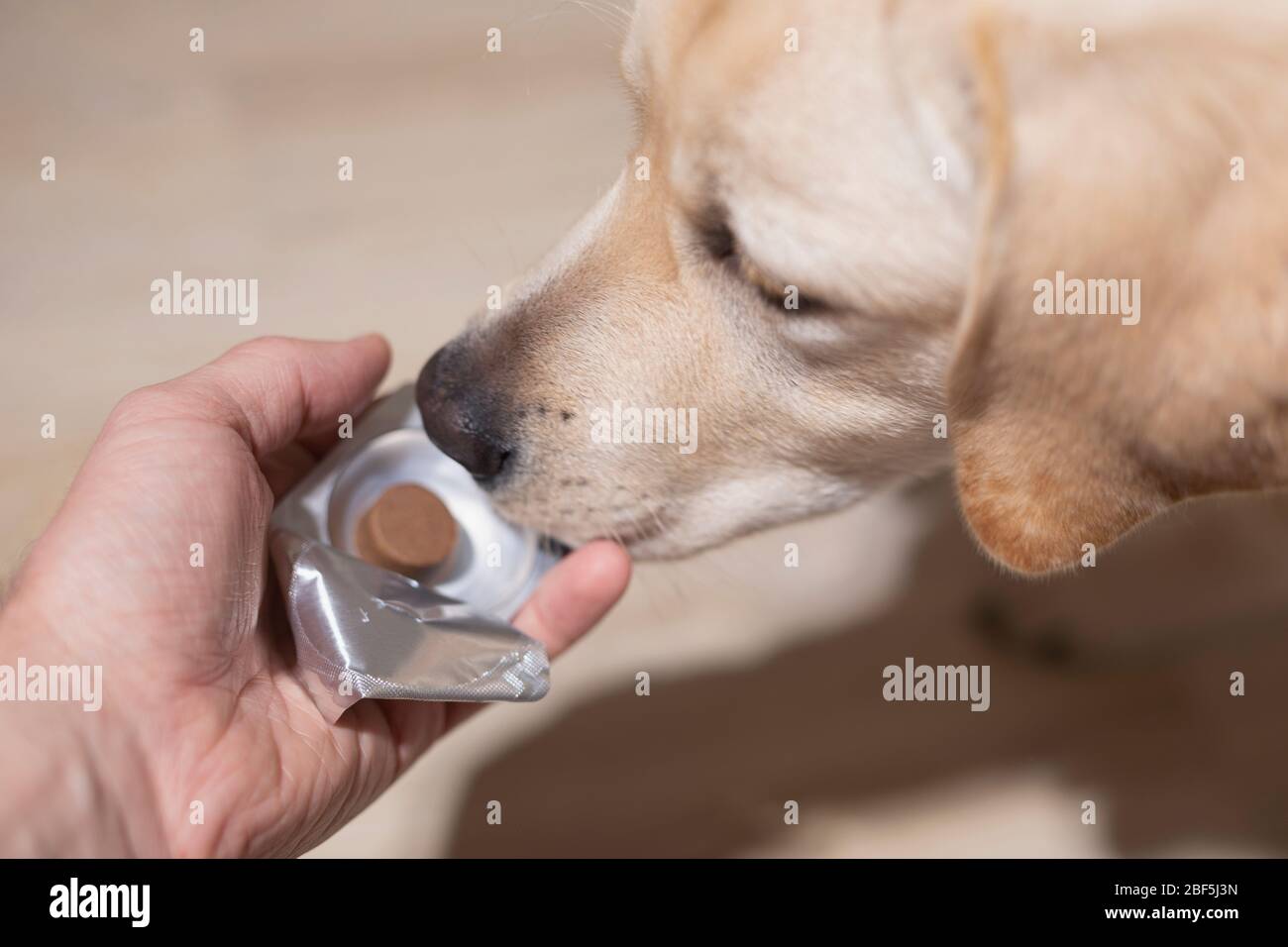 Man vet giving pill to obedient dog. Pet health care, veterinary drugs and  treatments concept. Selective focus Stock Photo - Alamy
