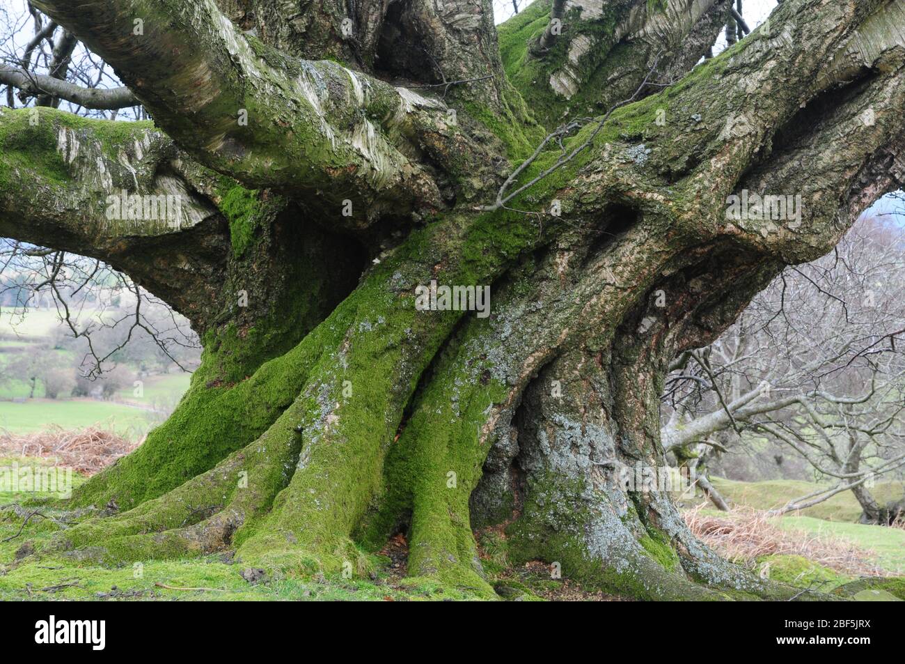 Majestic buttress trunk of an ancient silver birch tree on a hillside in the Brecon Beacons National Park Stock Photo