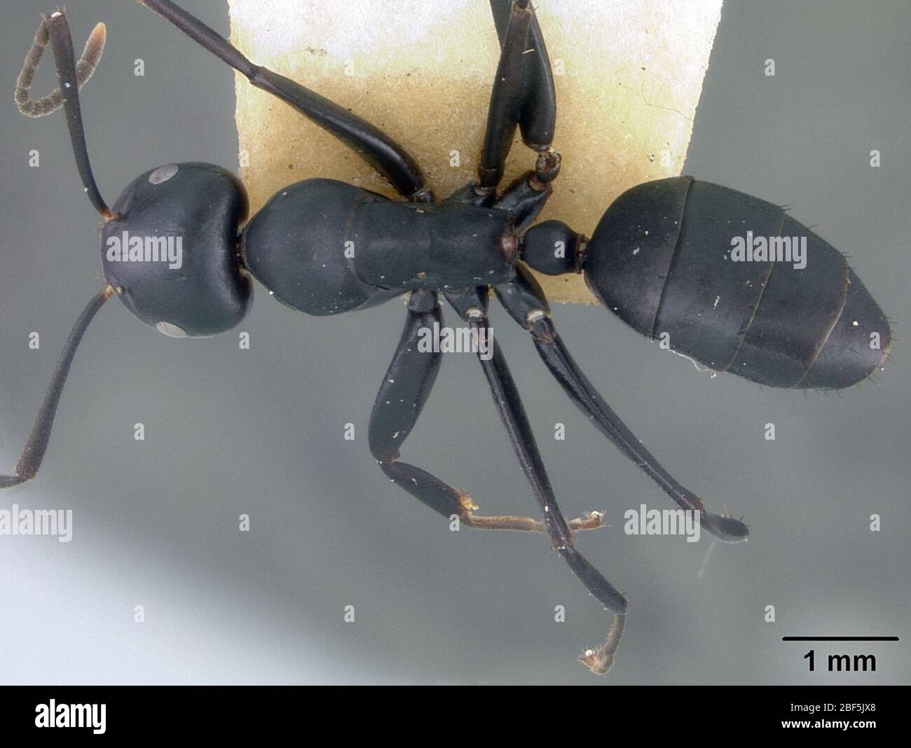 Camponotus Colobopsis vitiensis. 28 Dec 20163 Stock Photo