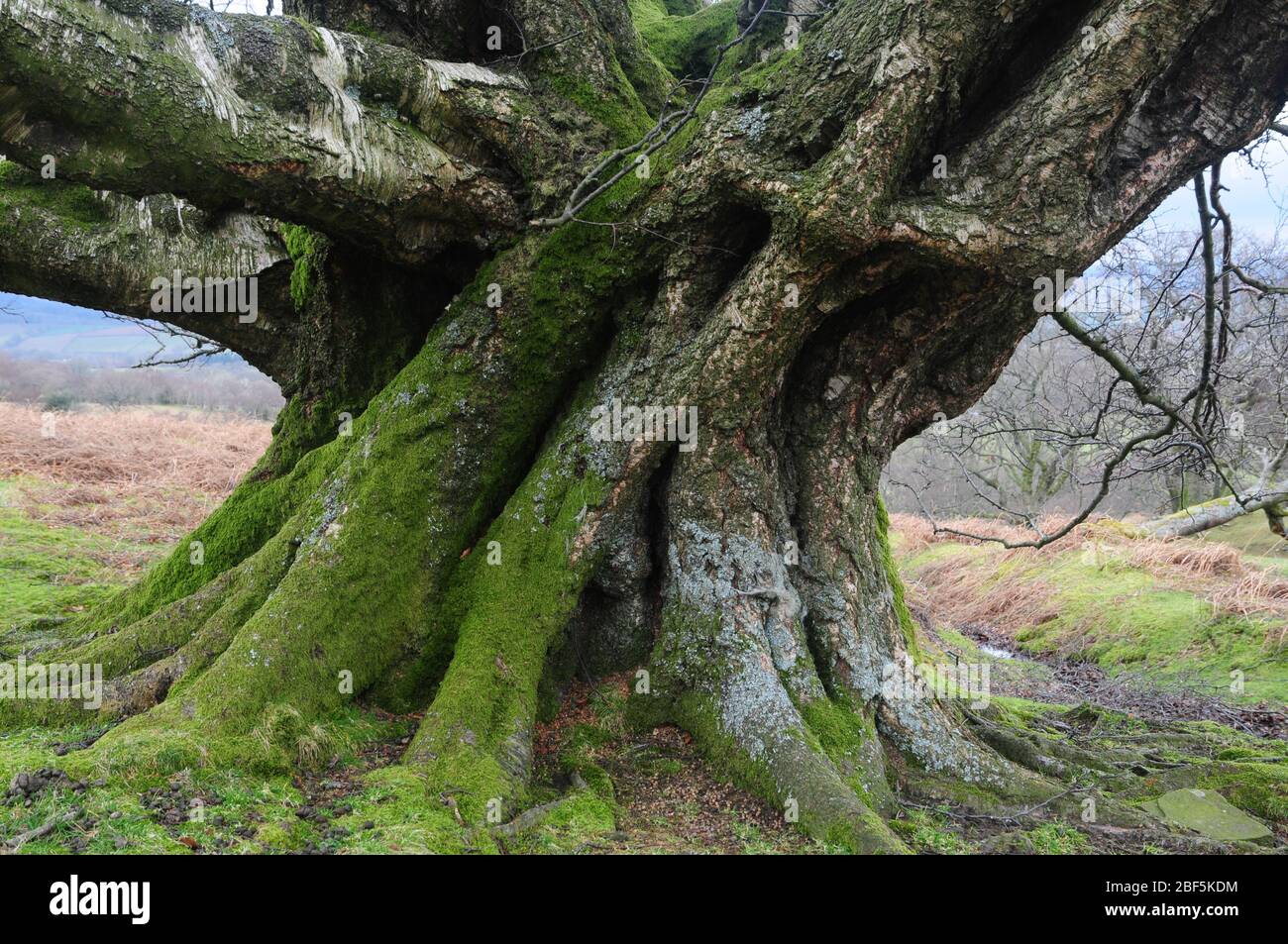 Majestic buttress trunk of an ancient silver birch tree on a hillside in the Brecon Beacons National Park Stock Photo