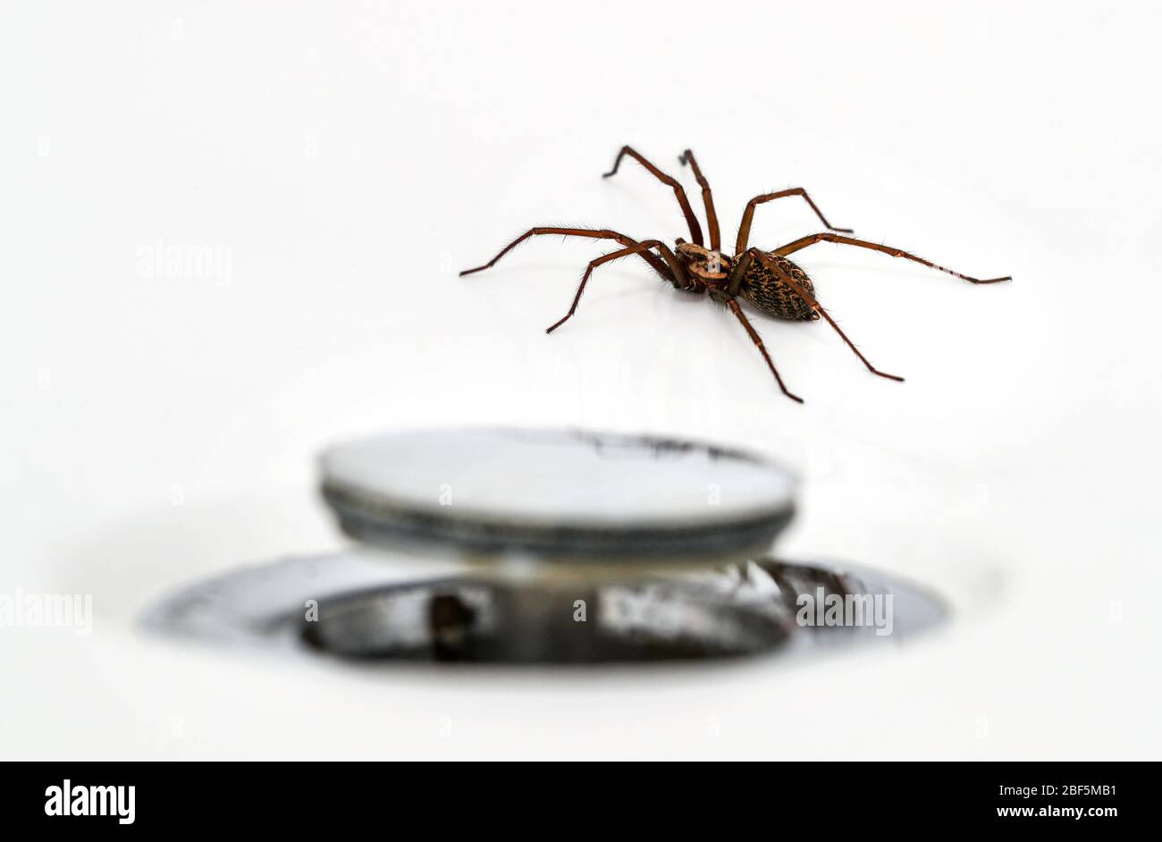 Giant House Spider (Tegenaria Duellica also know as Tegenaria Gigantea) pictured in a bath next to the plughole Stock Photo