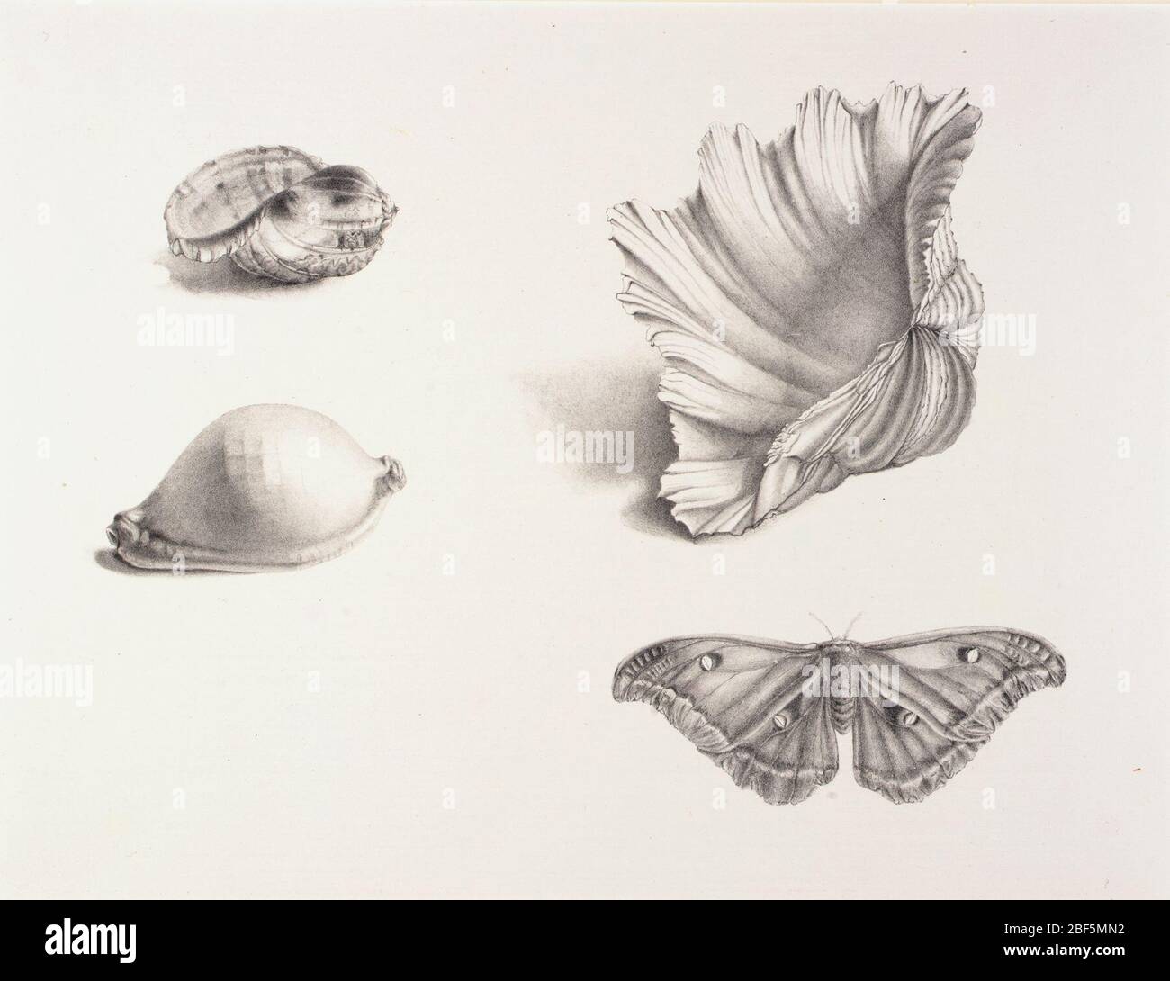 Marine life shells hi-res stock photography and images - Alamy