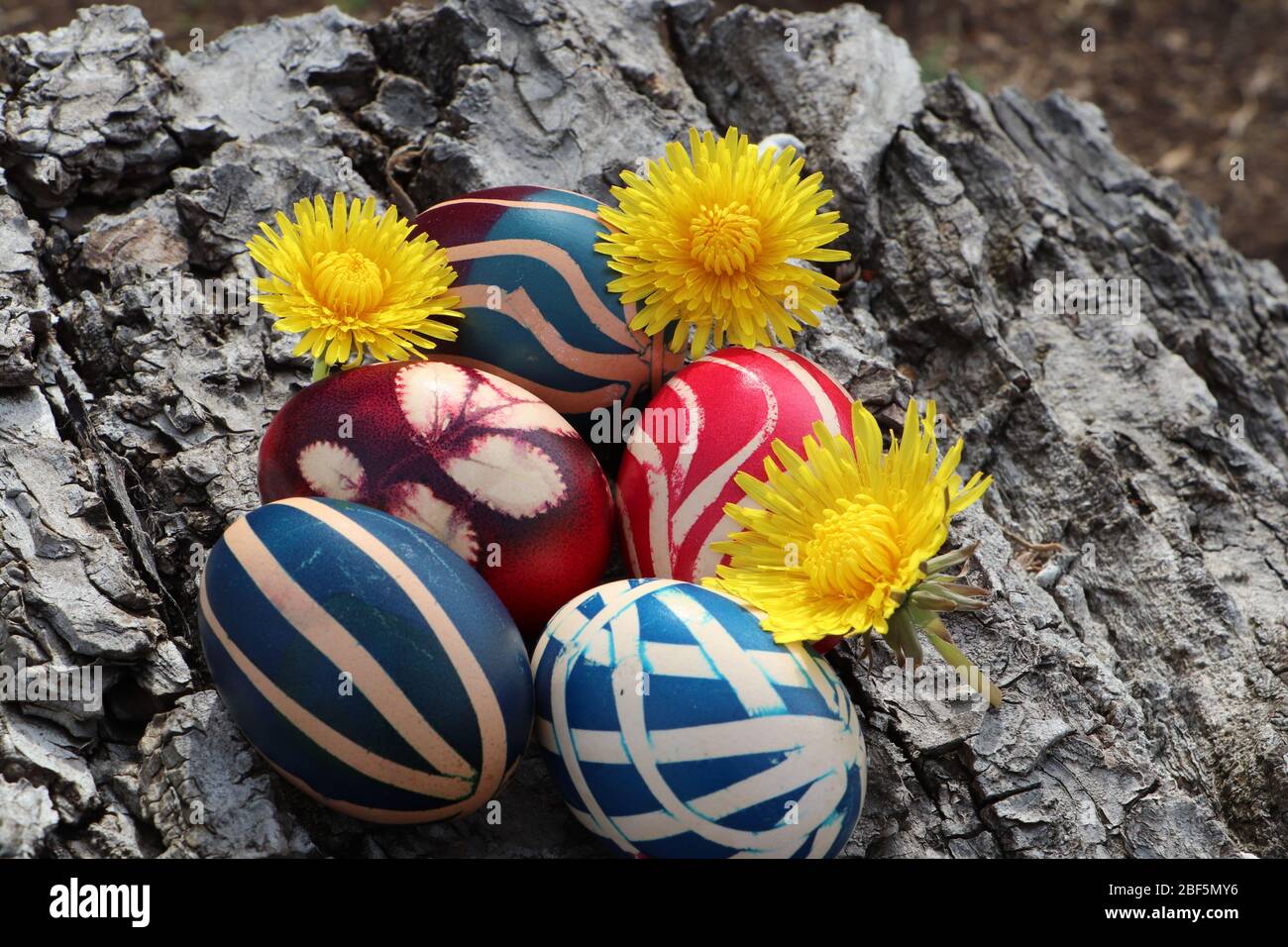 Colorful painted eggs with dandelion flowers on a walnut bark ...
