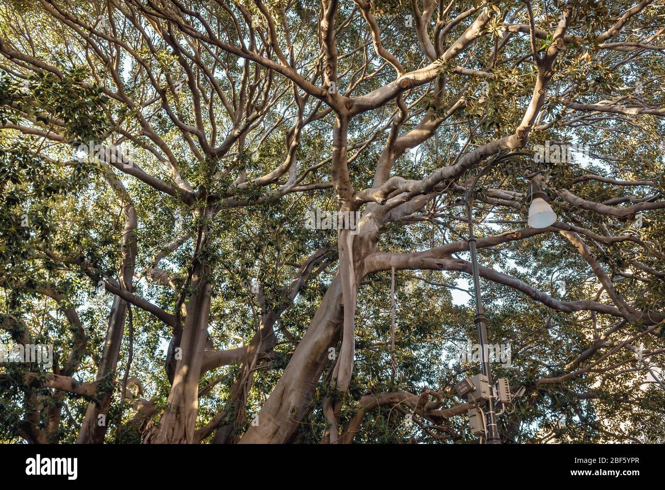 Moreton Bay fig also called Australian banyan in Giardino Garibaldi
