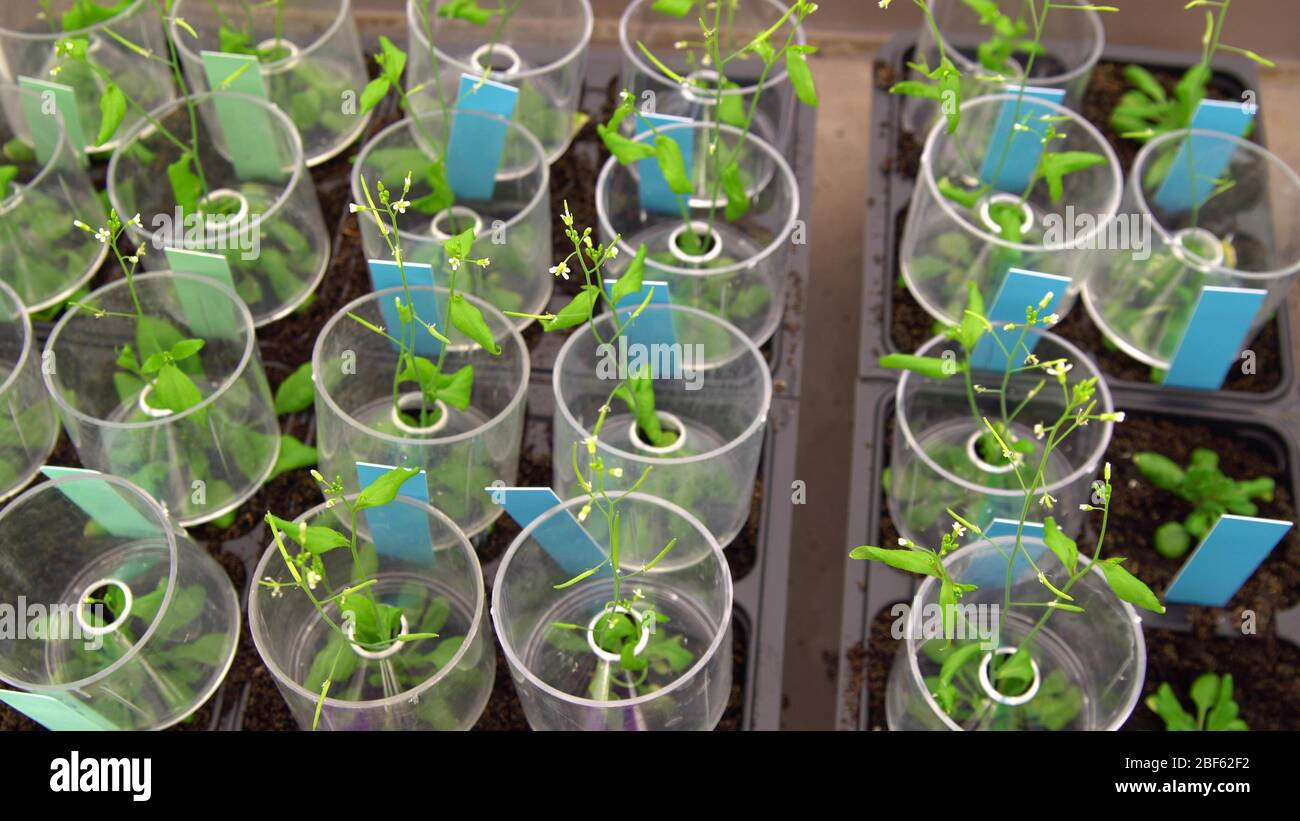 Thale cress and mouse-ear cress or Arabidopsis thaliana experimental is an important model laboratory organism plant genetics and molecular biology Stock Photo