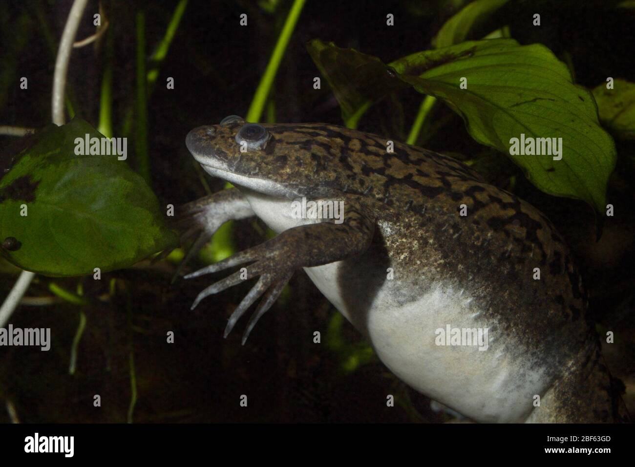 African Clawed Frog. Species: laevis Genus: Xenopus Family: Pipidae Order: Anura Class: Amphibia Phylum: Chordata Kingdom: Animalia Amphibian Stock Photo