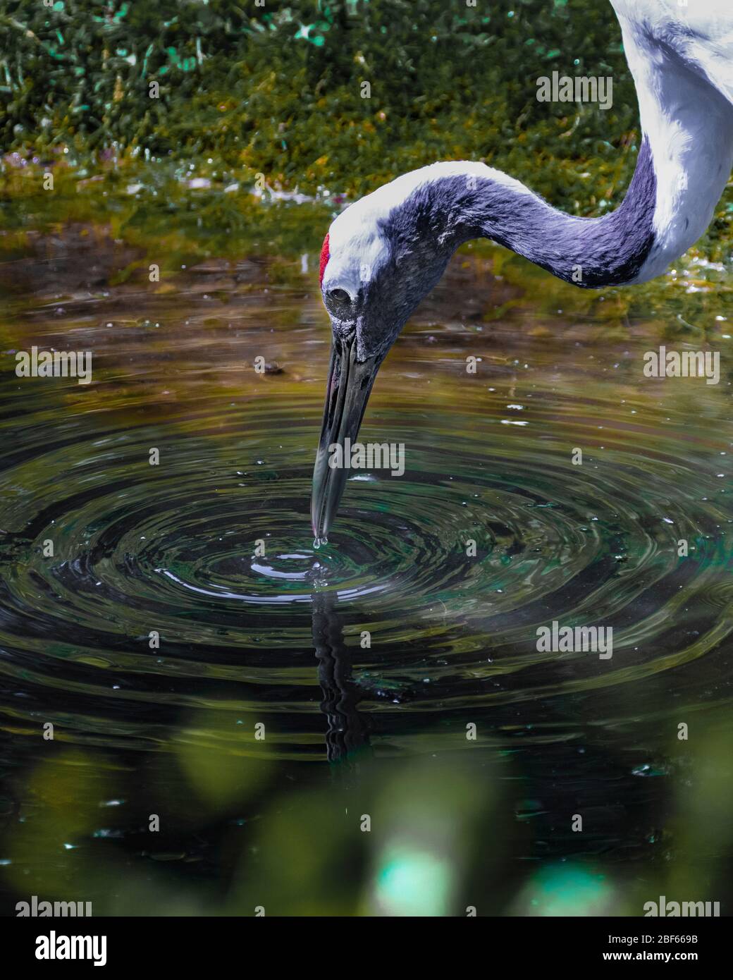Water crane hires stock photography and images Alamy