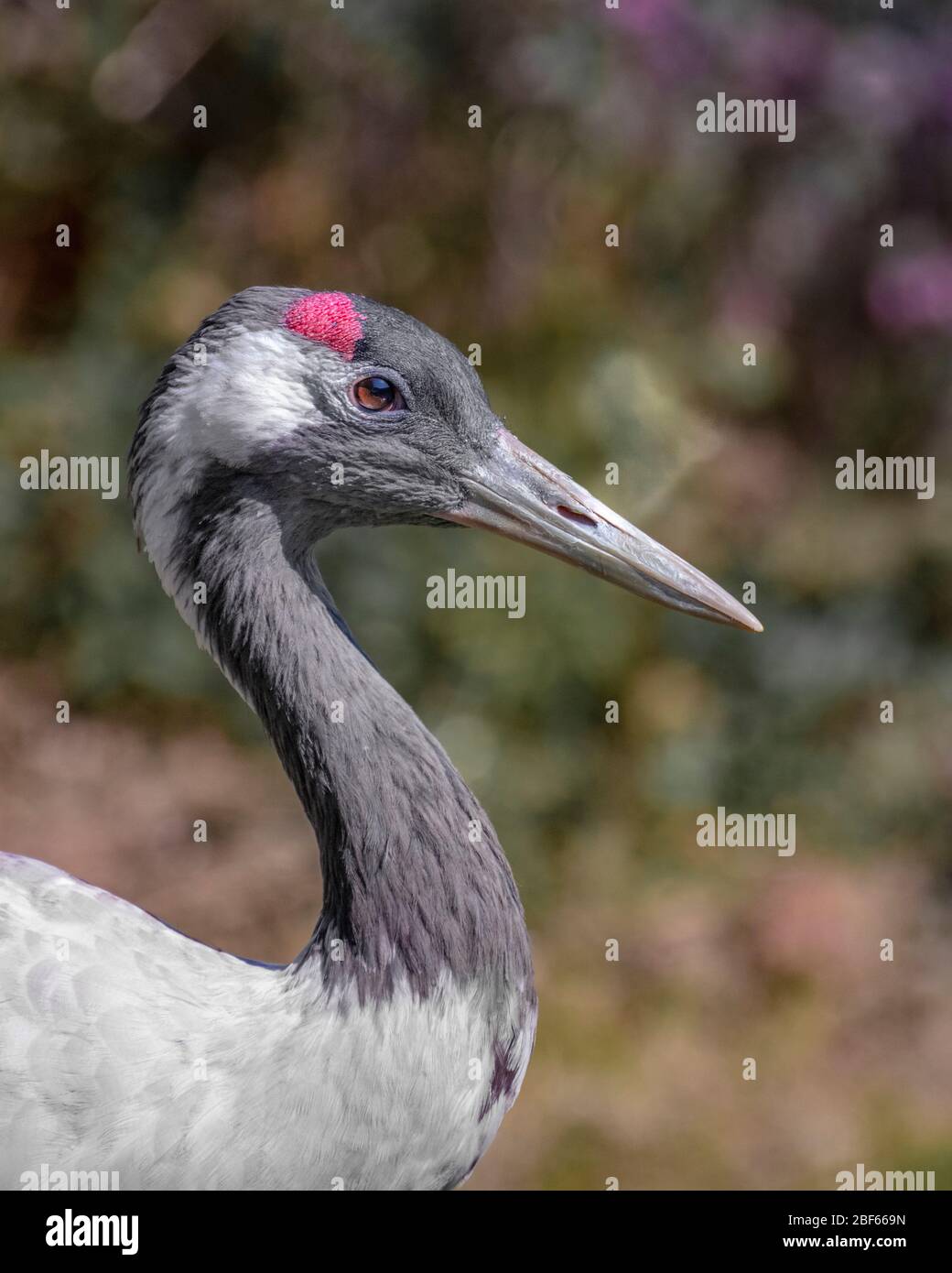 Head image of Grey-crowned Crane Stock Photo
