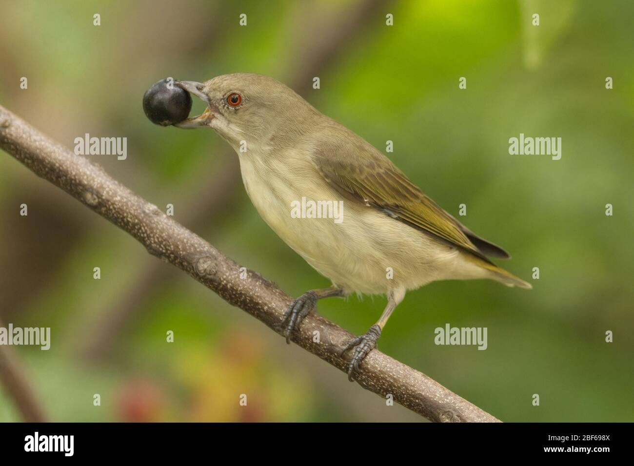 Thick-billed Flowerpecker (Indian), Dicaeum agile agile, Gujarat, India Stock Photo