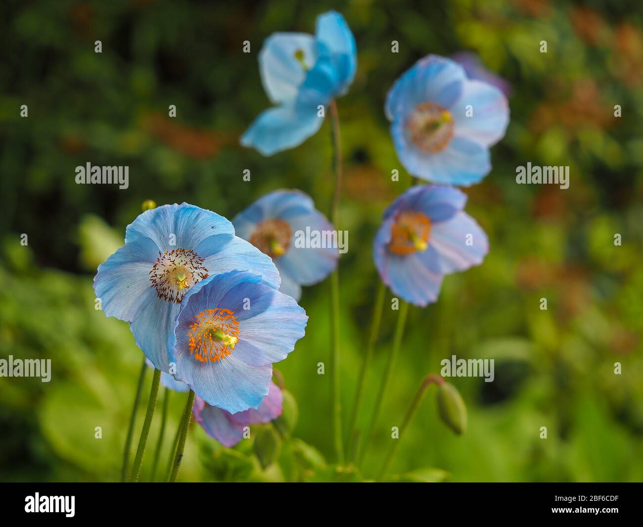 Blue himalayan hi-res stock photography and images - Alamy
