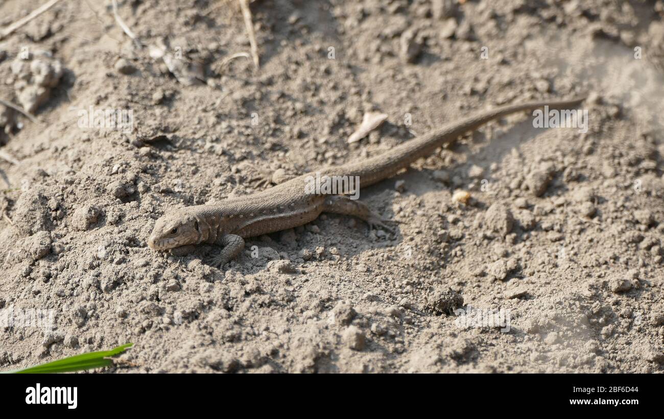 Lizard basking in warm soil. The reptile is small in size. Stock Photo