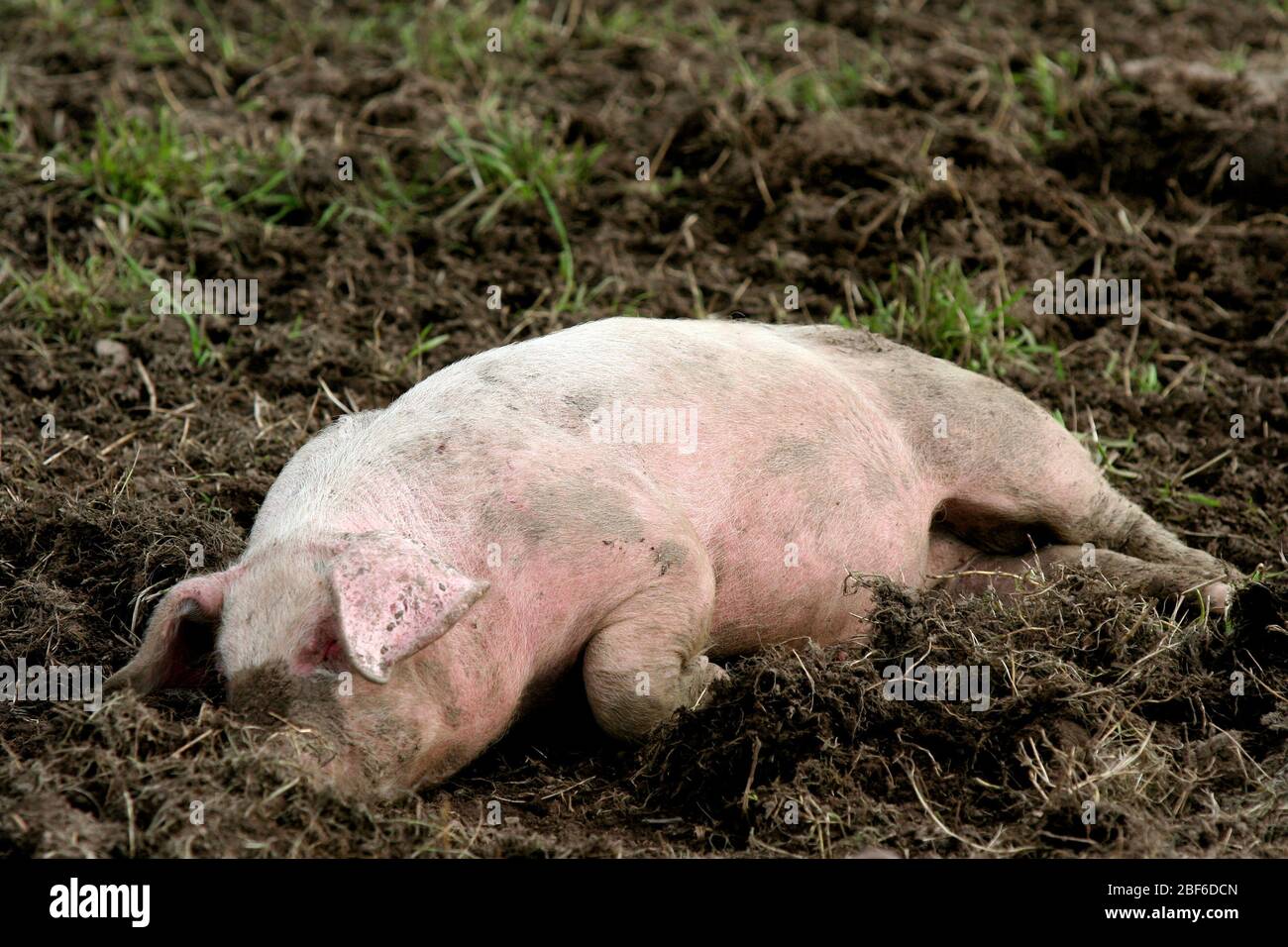 Swedish pigs living their life in a muddy environment and seems to love it. Stock Photo