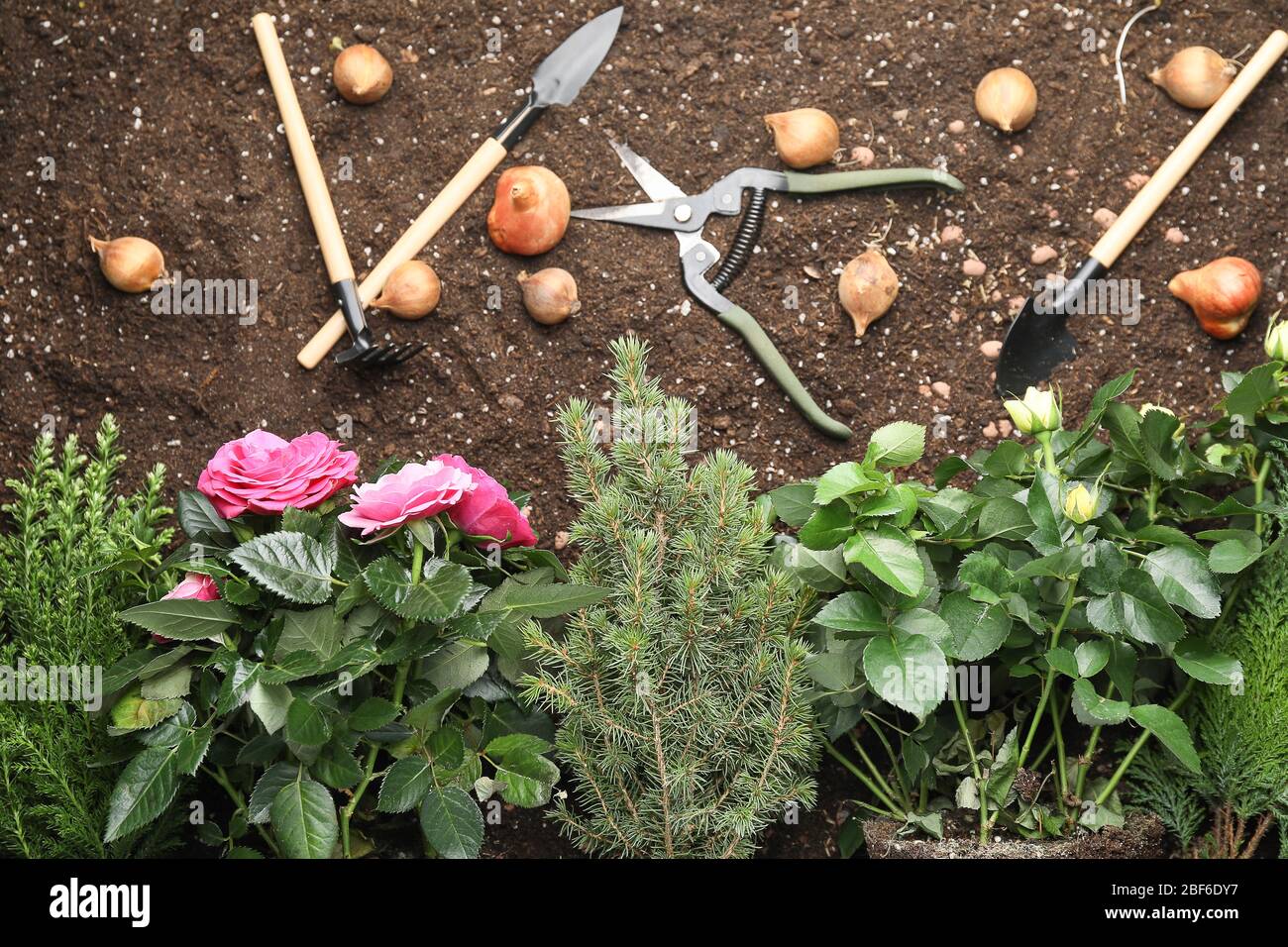 Gardening supplies with plants on soil Stock Photo Alamy