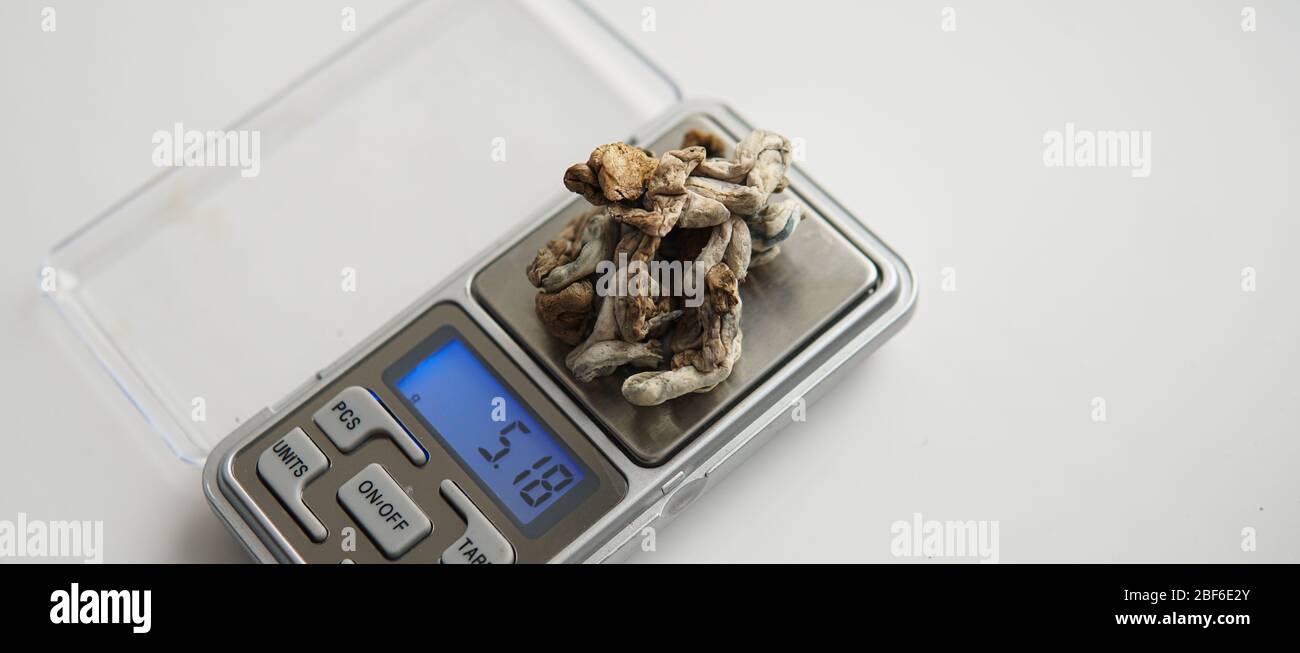 Biohacking and brain development with magic mushrooms Stock Photo Alamy