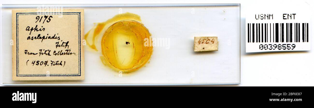 Aphis asclepiadis hi-res stock photography and images - Alamy