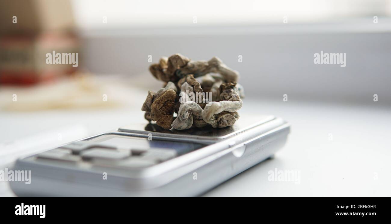 Biohacking and brain development with magic mushrooms Stock Photo Alamy