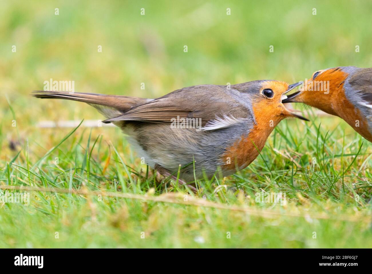 Two robins Courtship feeding - a female robin accepts food (suet pellet) from her mate - uk Stock Photo