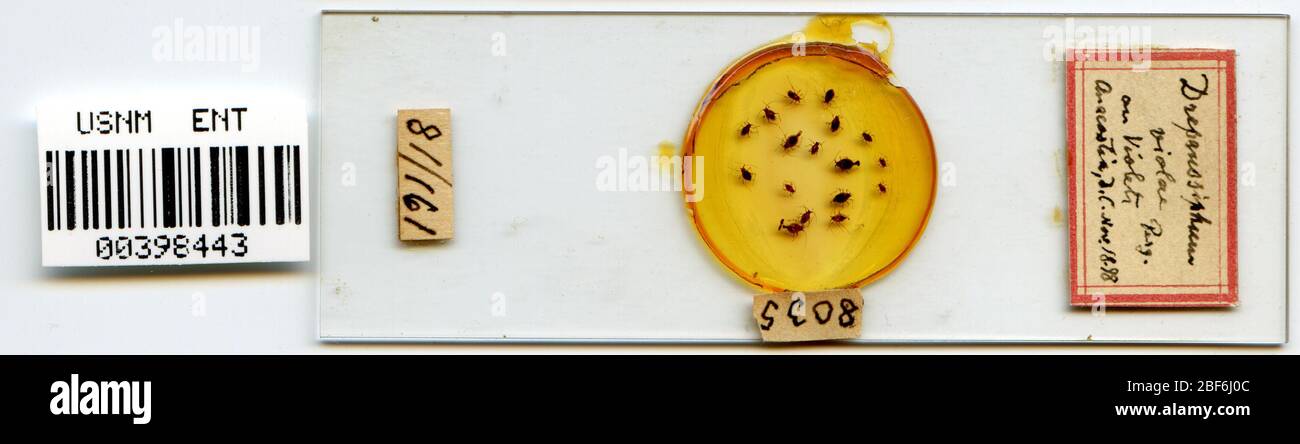 Rhopalosiphum violae. 7 Oct 20151 Stock Photo